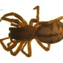 Image of Callobius nomeus (Chamberlin 1919)