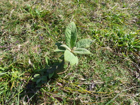 Pluchea carolinensis (Jacq.) G. Don resmi