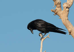 Image of Little Crow