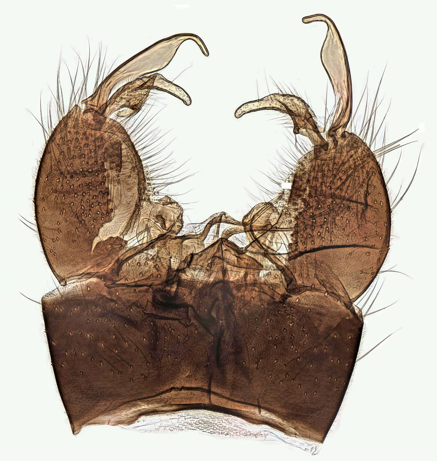 Image of Euphylidorea (Euphylidorea) meigenii (Verrall 1886)