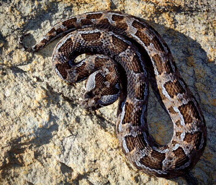 Image of Red Adder