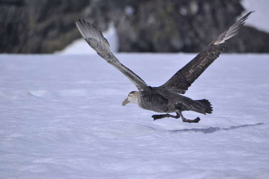 Image of Antarctic Giant-Petrel