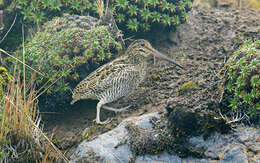 Image of Andean Snipe