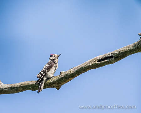 Image of Lesser Spotted Woodpecker