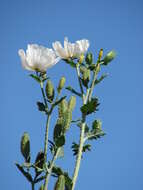 Image of Hawaiian prickly poppy