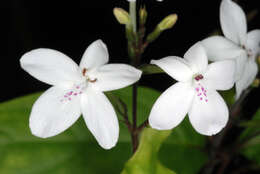 Pseuderanthemum variabile (R. Br.) Radlk. resmi