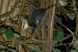 Image of Andean White-eared Opossum