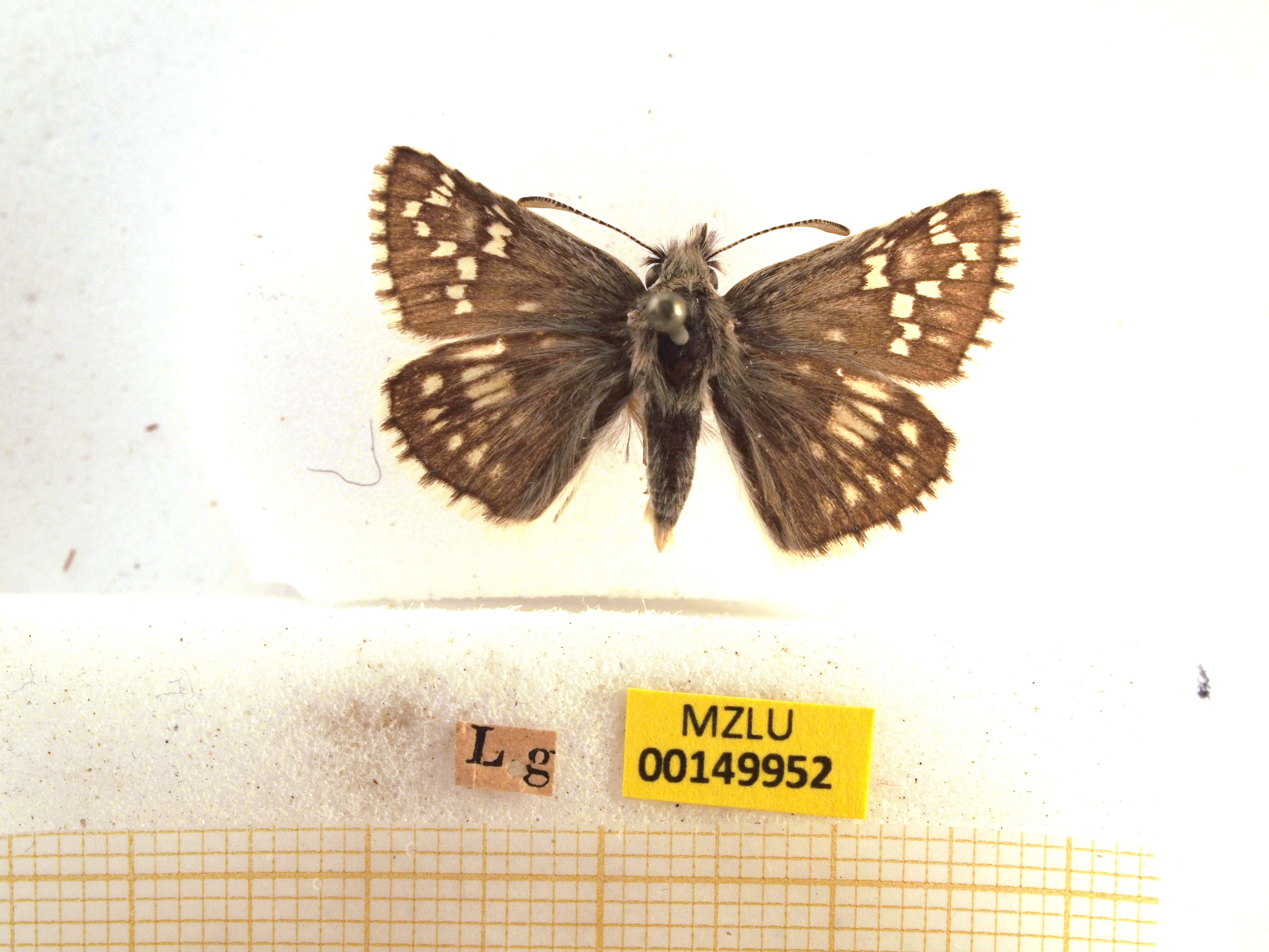 Image of Northern grizzled skipper