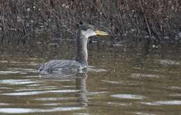 Image of Red-necked Grebe