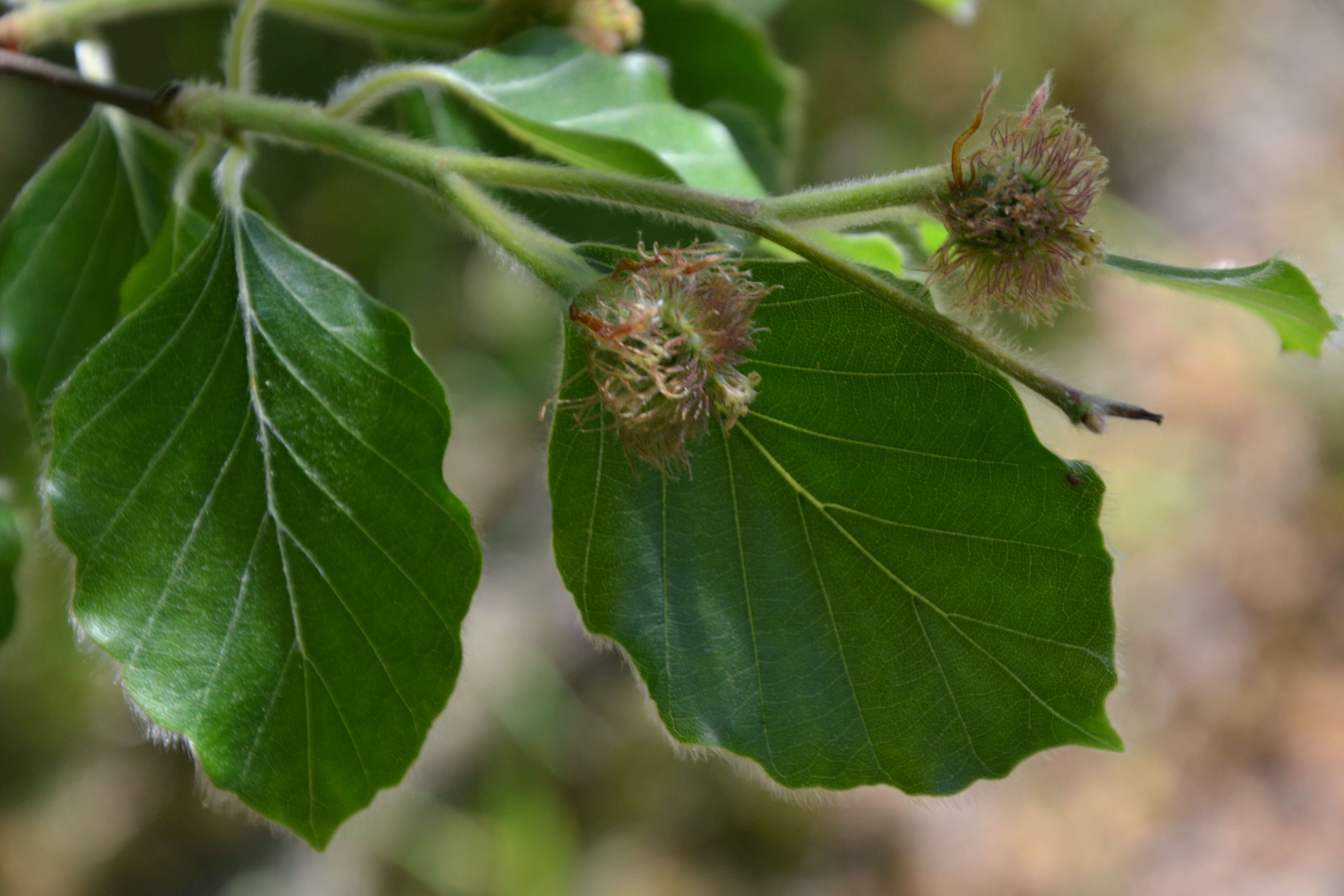 Image of European beech