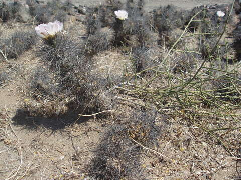 Image of Tephrocactus alexanderi (Britton & Rose) Backeb.