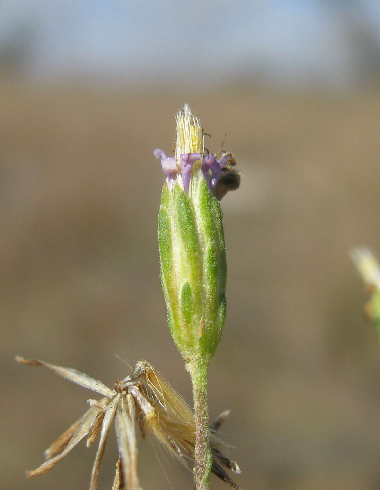 Image of Vittadinia muelleri N. T. Burbidge