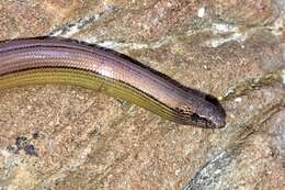 Image of San Diegan Legless Lizard