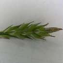 Image of Carex hakkodensis Franch.