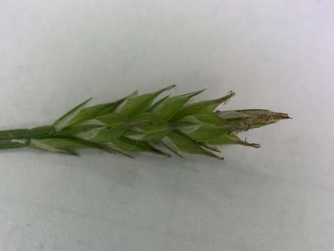 Image of Carex hakkodensis Franch.