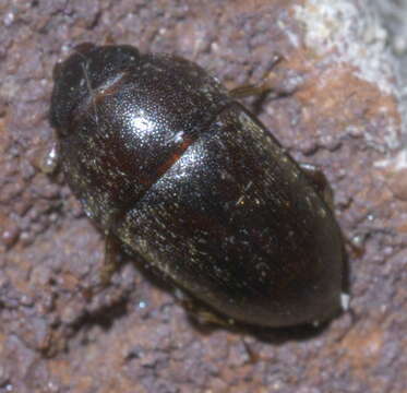 Image de Cryptarcha ampla Erichson 1843