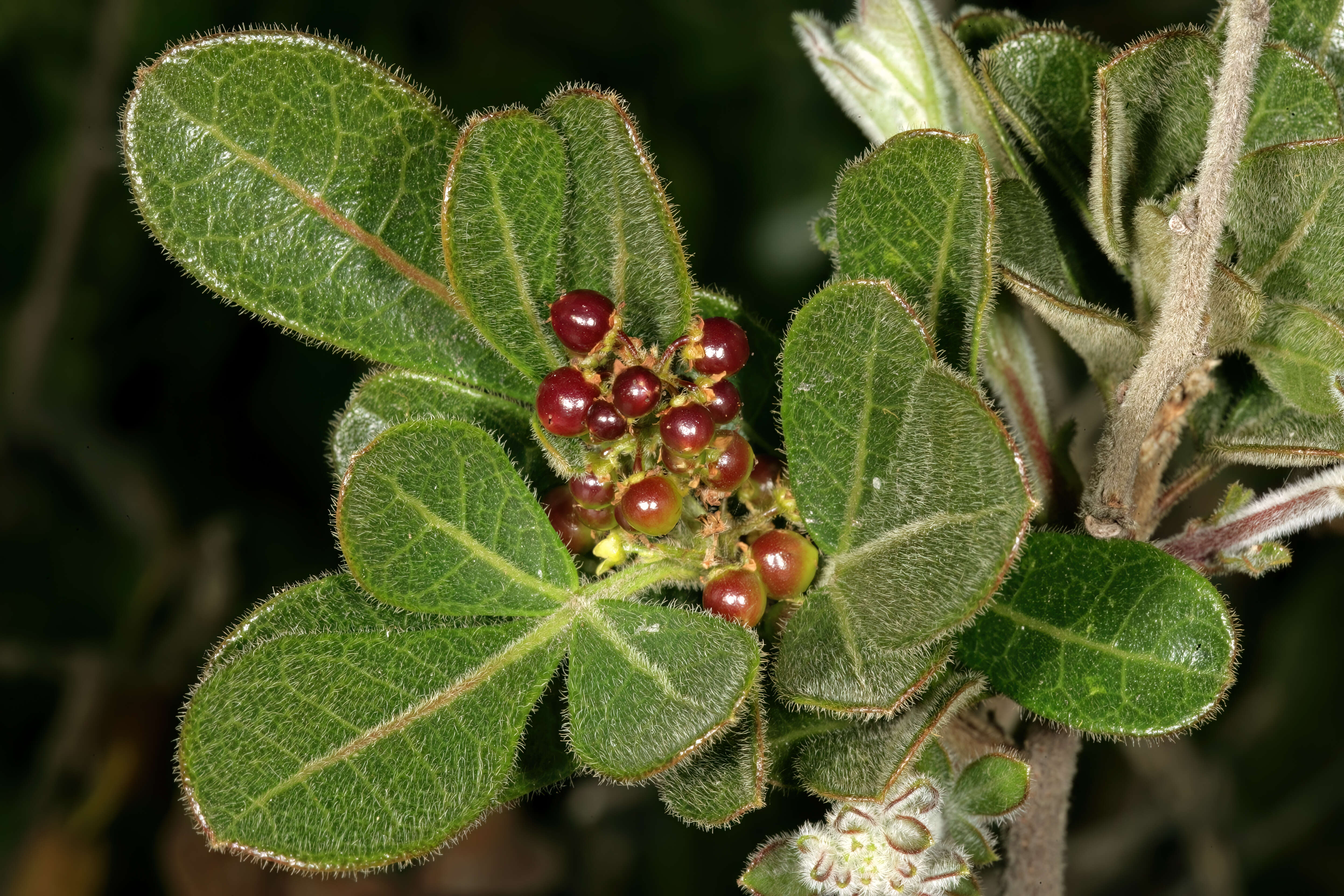 Слика од Searsia laevigata (L.) F. A. Barkley