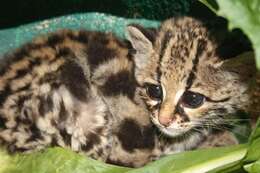 Image of Margay