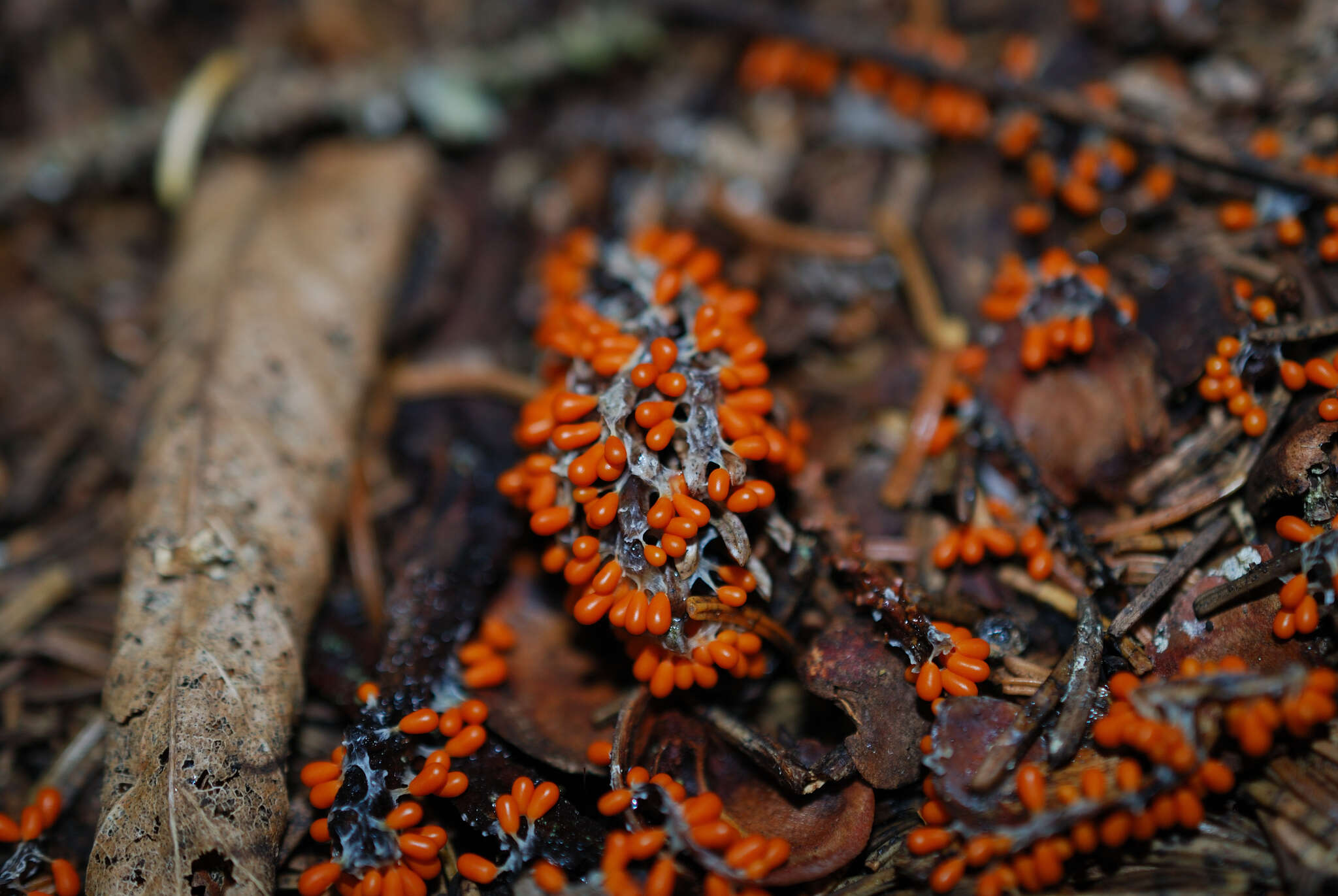 Image of Egg-shell Slime Mould