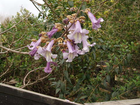 Image of Paulownia elongata S. Y. Hu