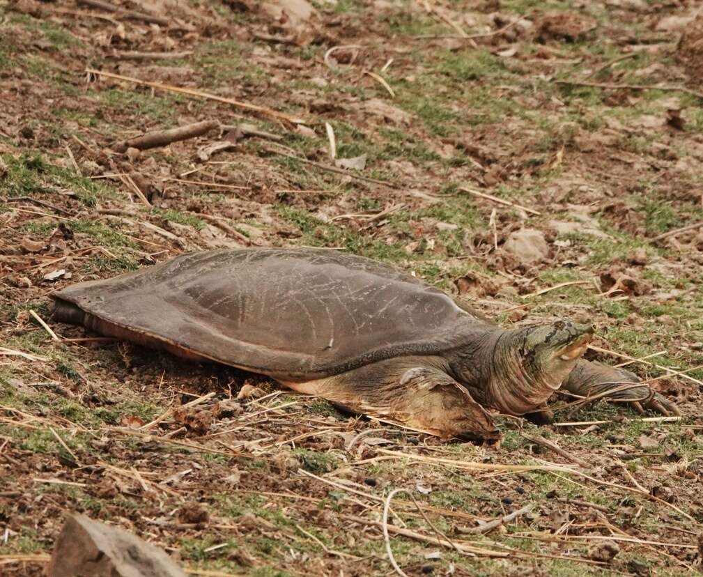 Image of Ganges soft-shelled turtle