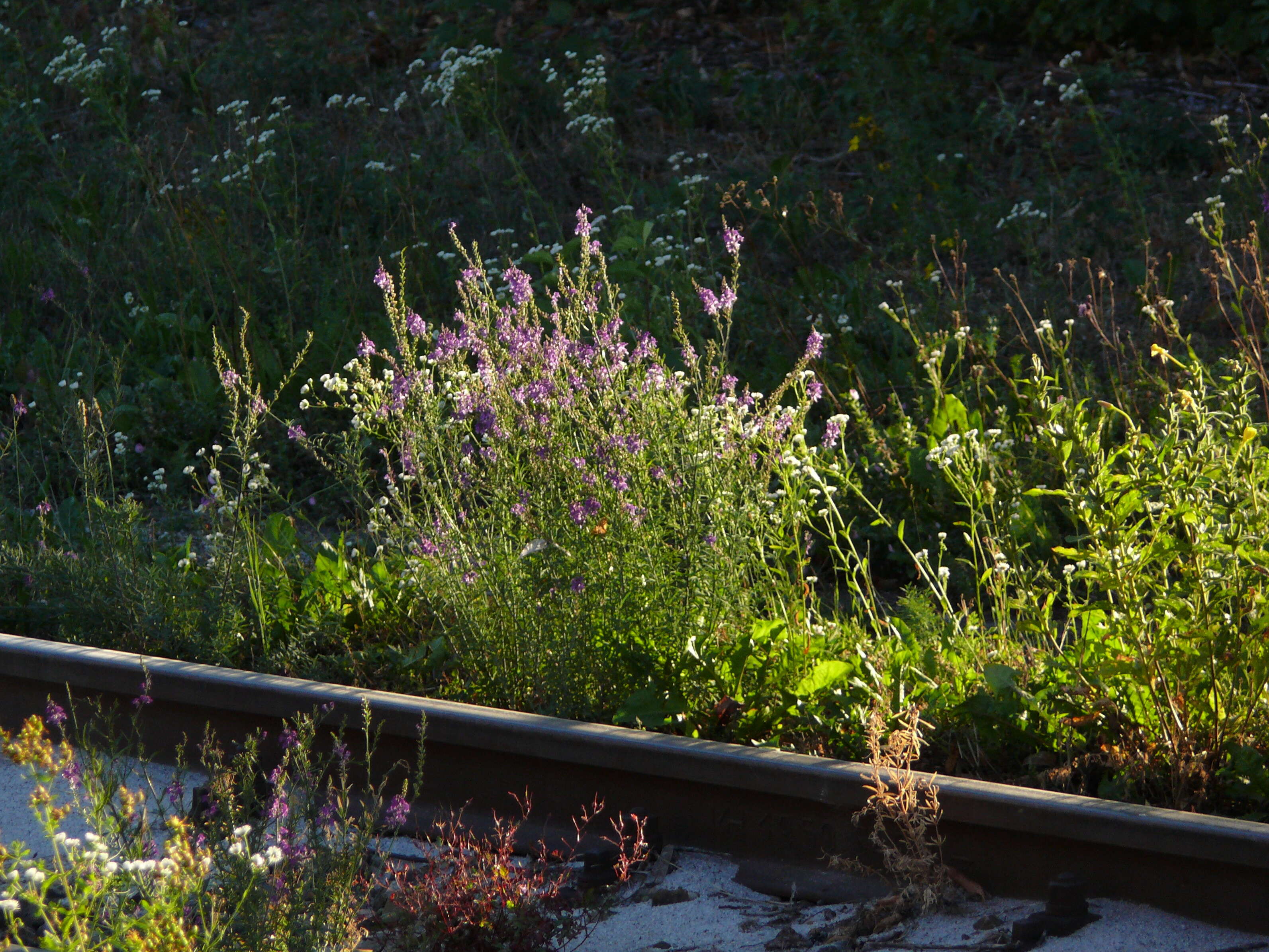 Plancia ëd Linaria purpurea (L.) Mill.