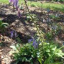 Image of Hosta tardiva Nakai