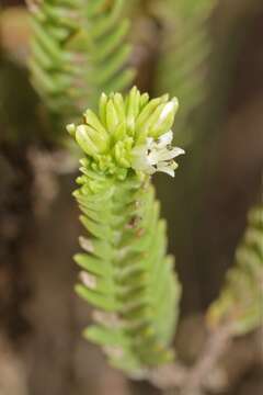 Image of Crassula ericoides Haw.