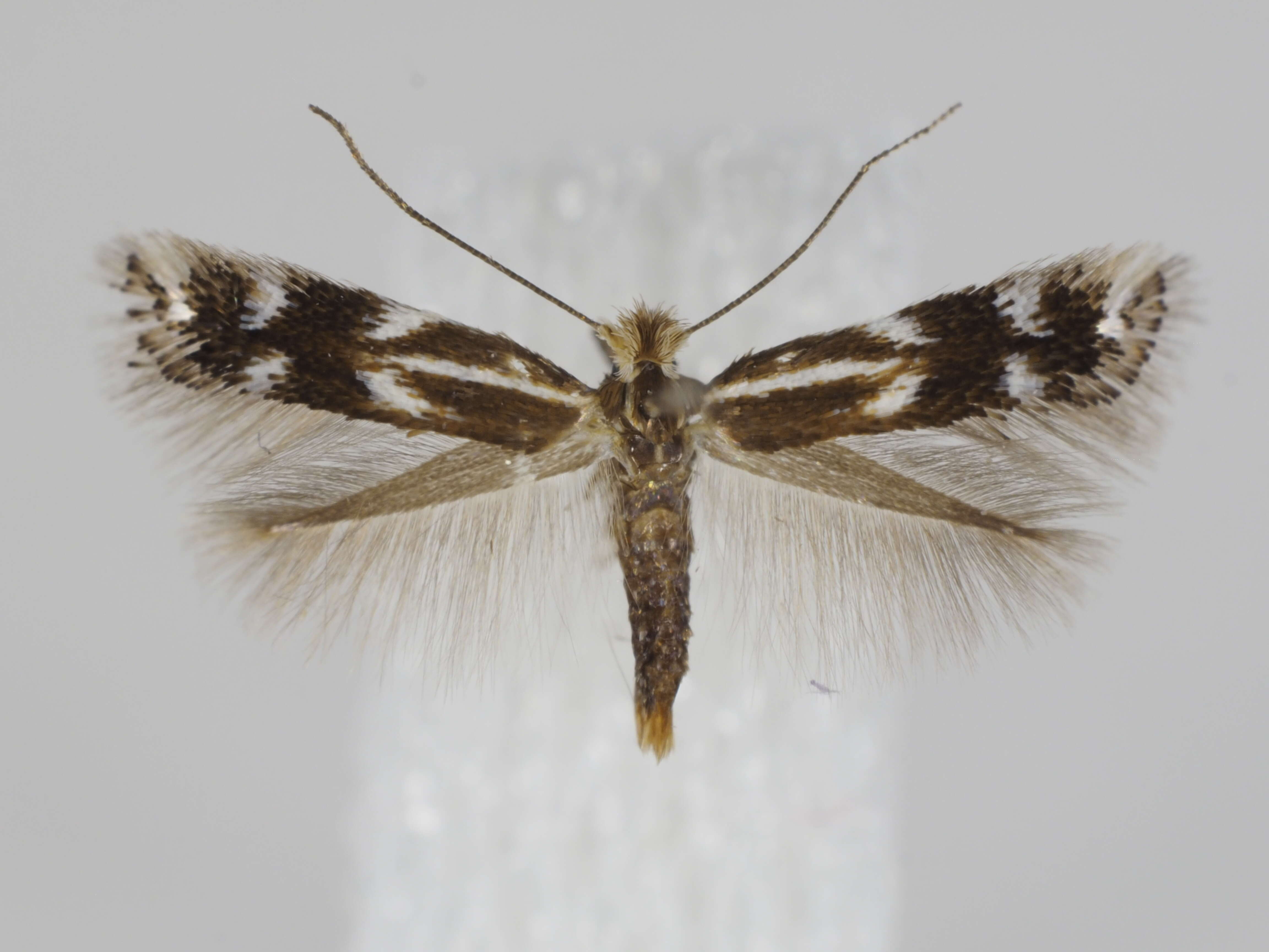 Image of Bucculatrix latviaella