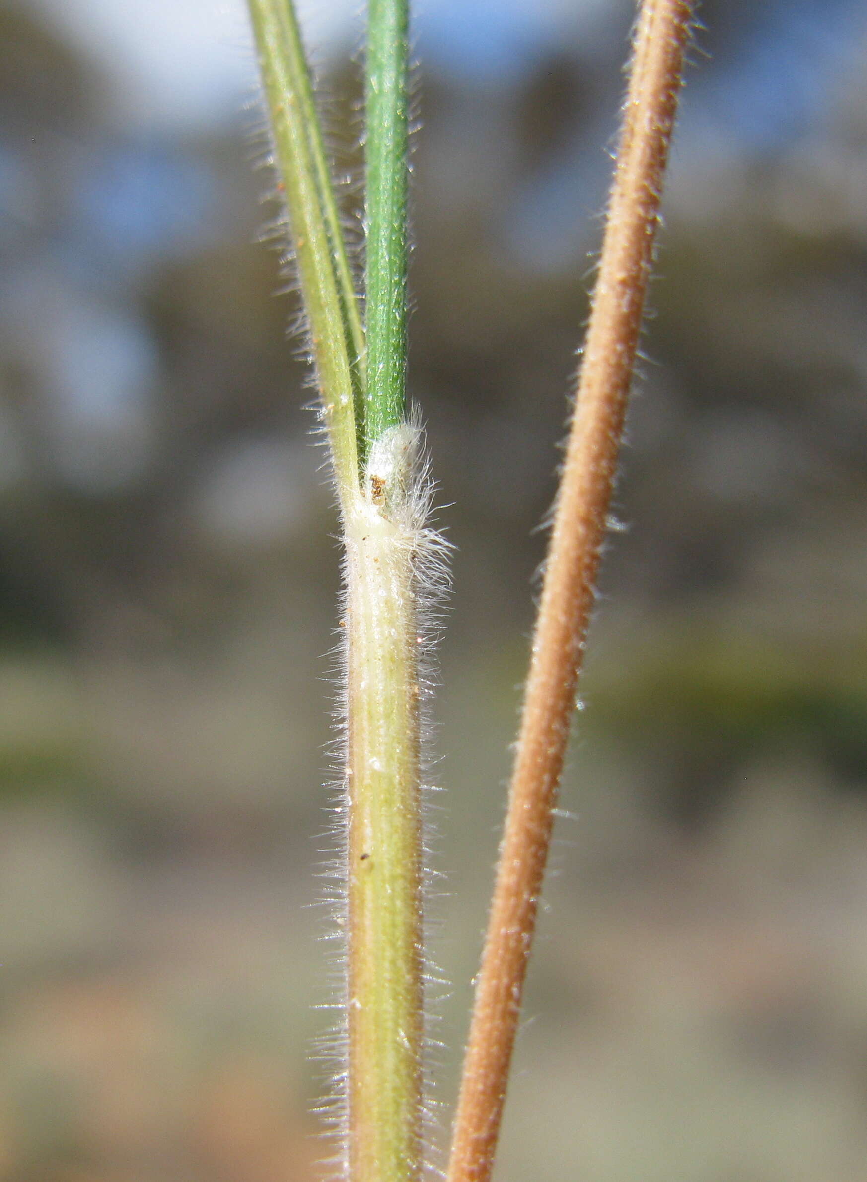 Image of Austrostipa nodosa (S. T. Blake) S. W. L. Jacobs & J. Everett