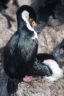 Image of Kerguelen Shag