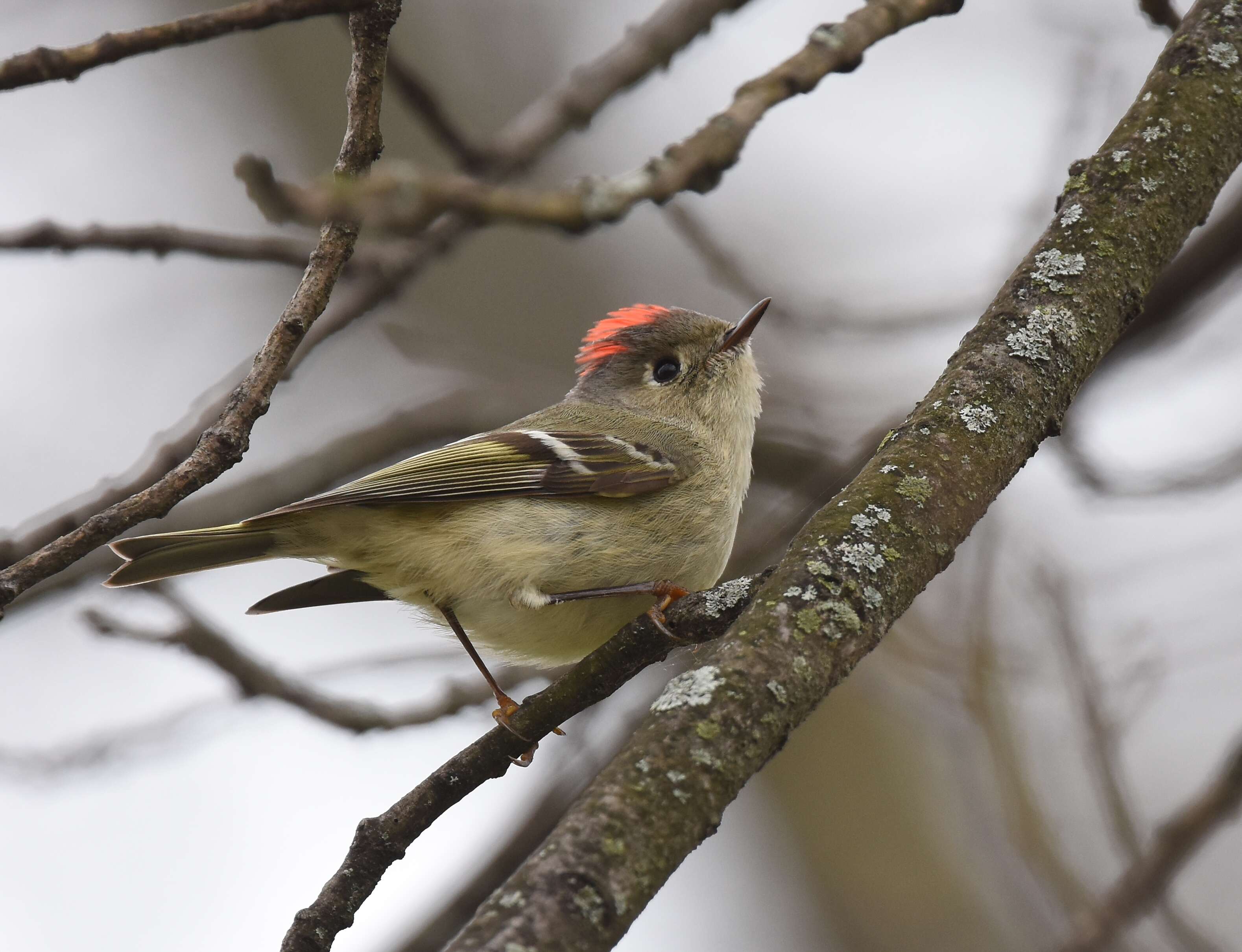 Regulidae resmi