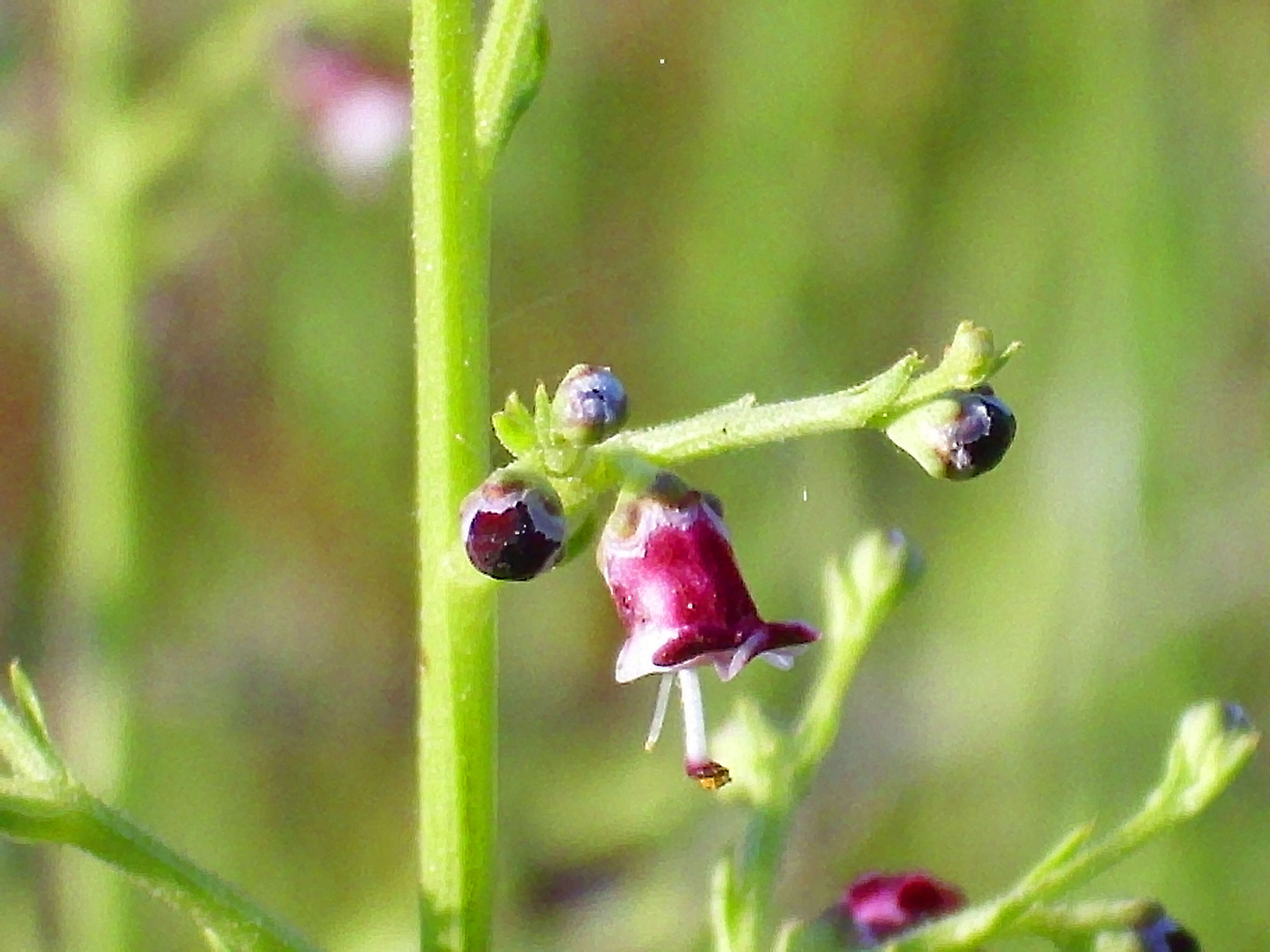 Scrophularia canina L. resmi