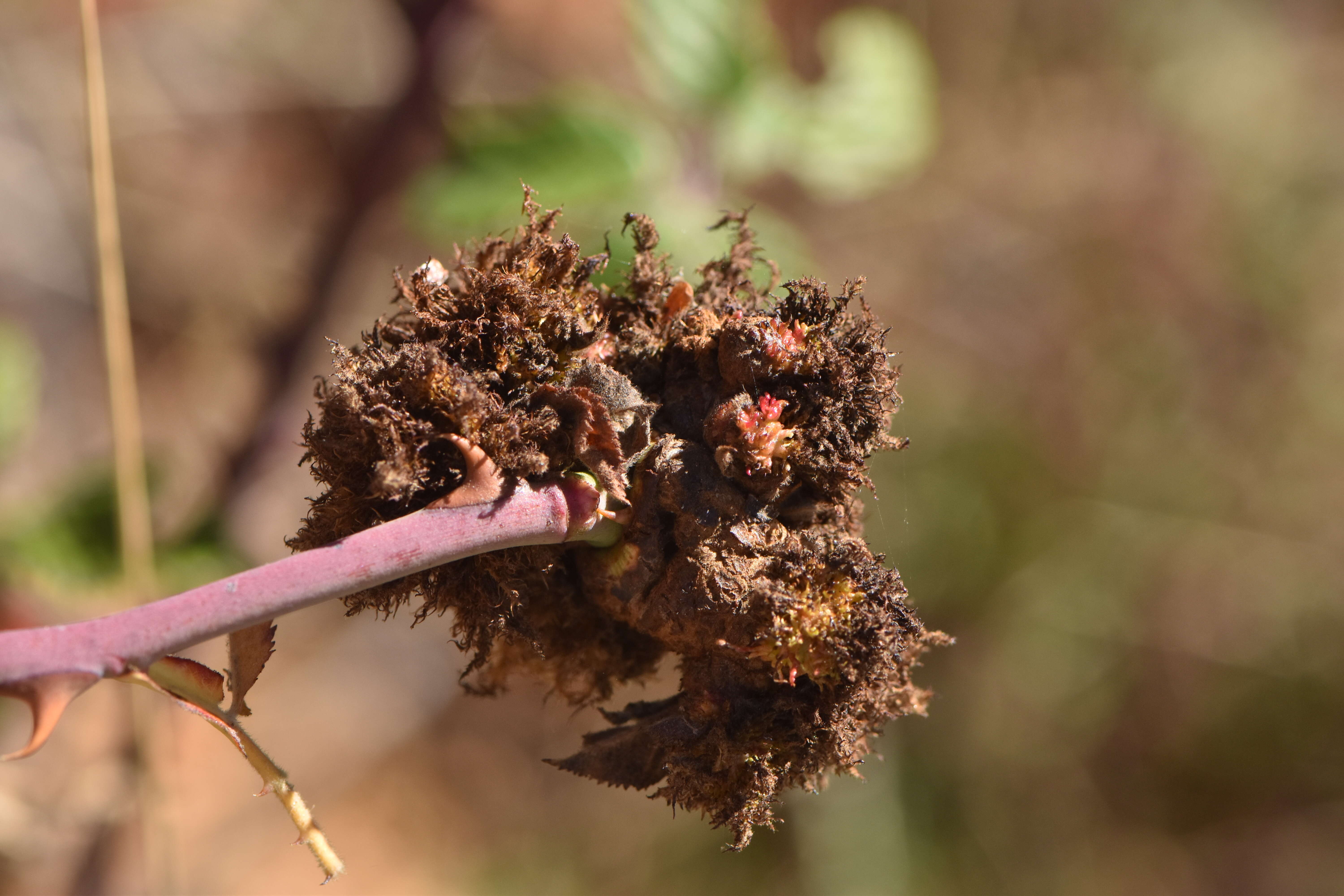 Image of Mossy Rose Gall Wasp