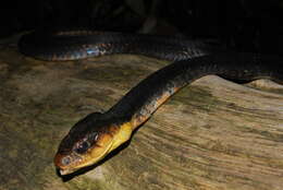 Image of Amazon False Fer-de-lance