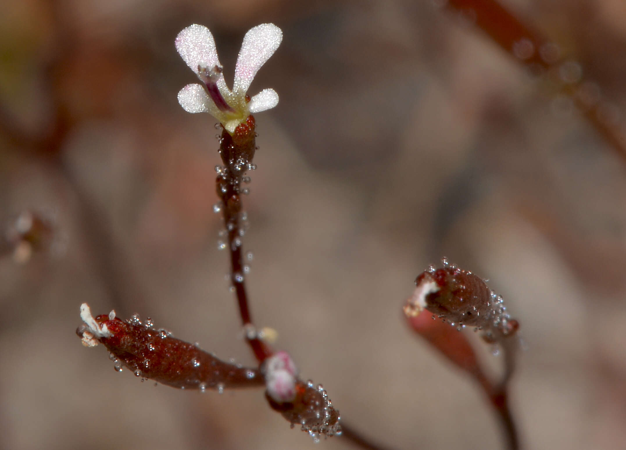 Image of Stylidiaceae