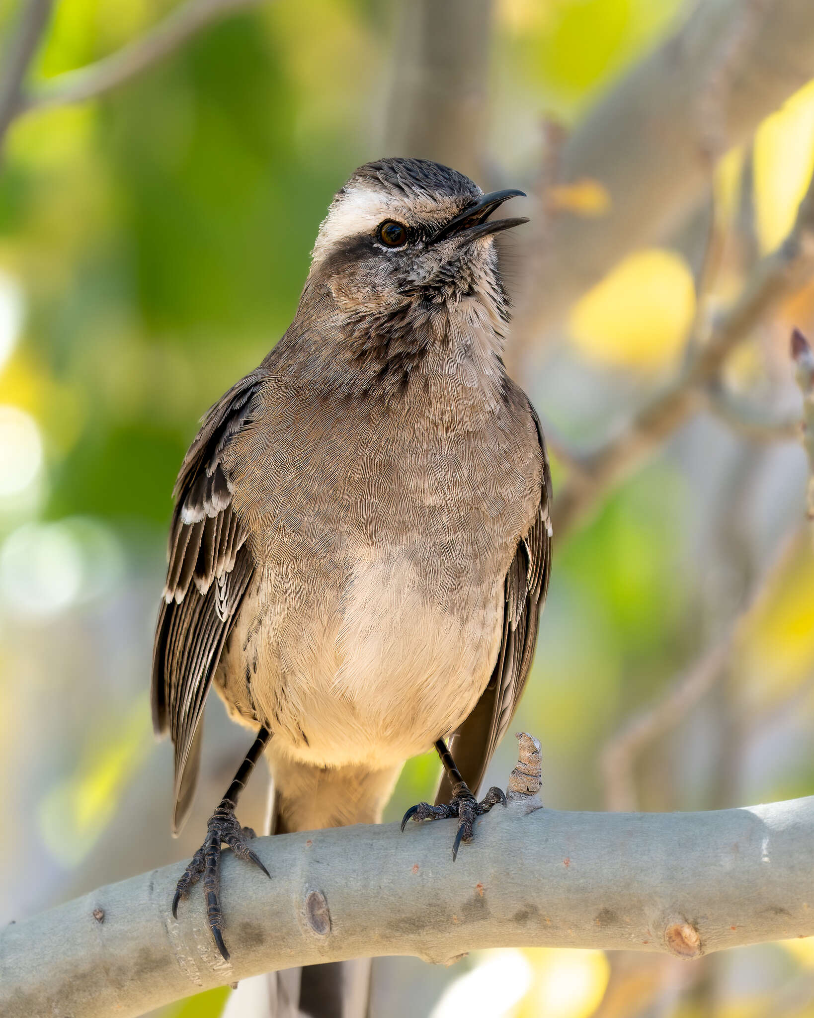 Image of Chilean Mockingbird