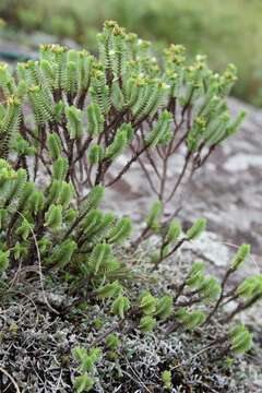 Image of Crassula ericoides Haw.