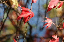 Image of Virginia creeper