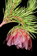 Image of Protea nana (Berg.) Thunb.