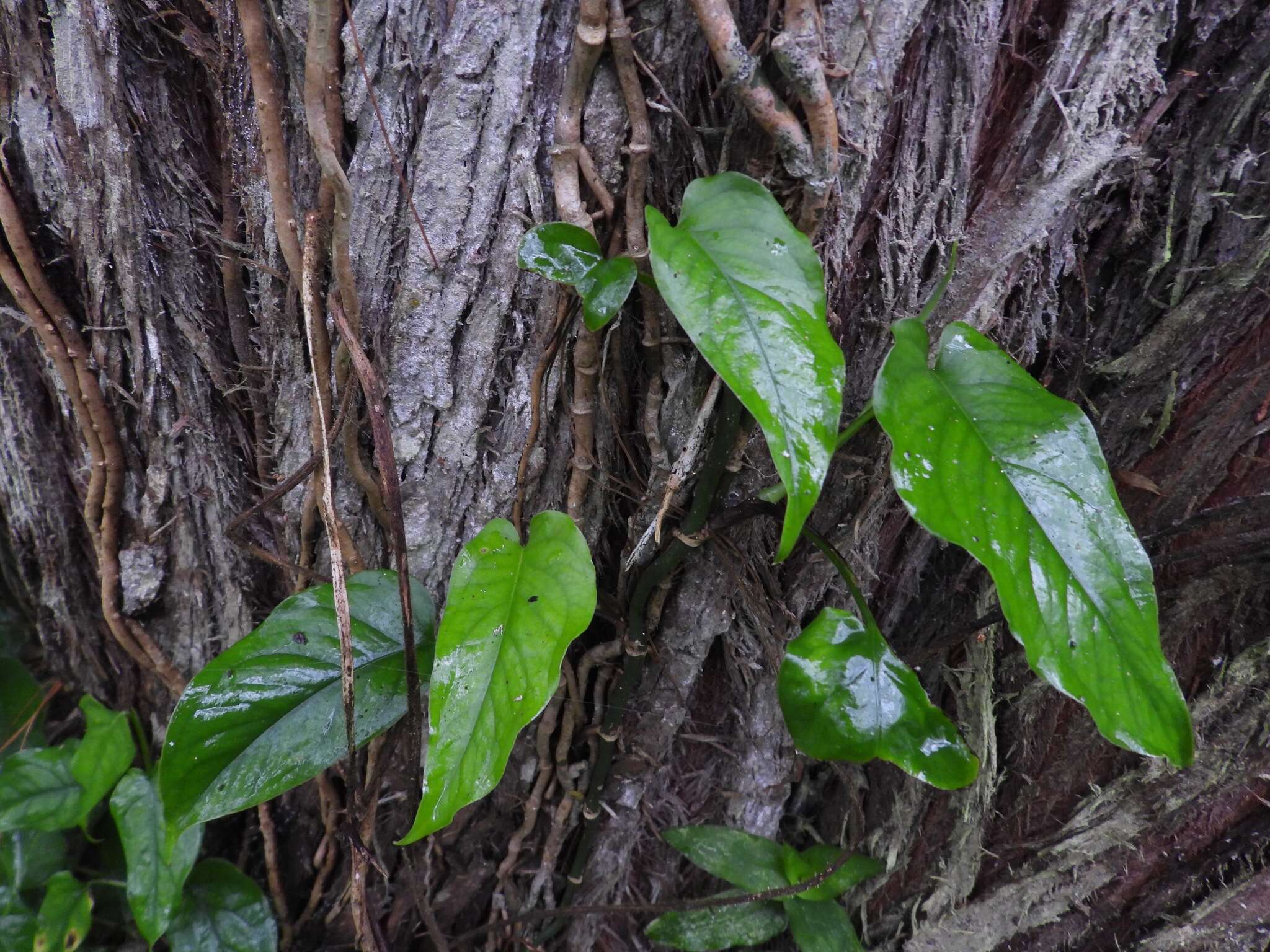 Image of Monstera siltepecana Matuda