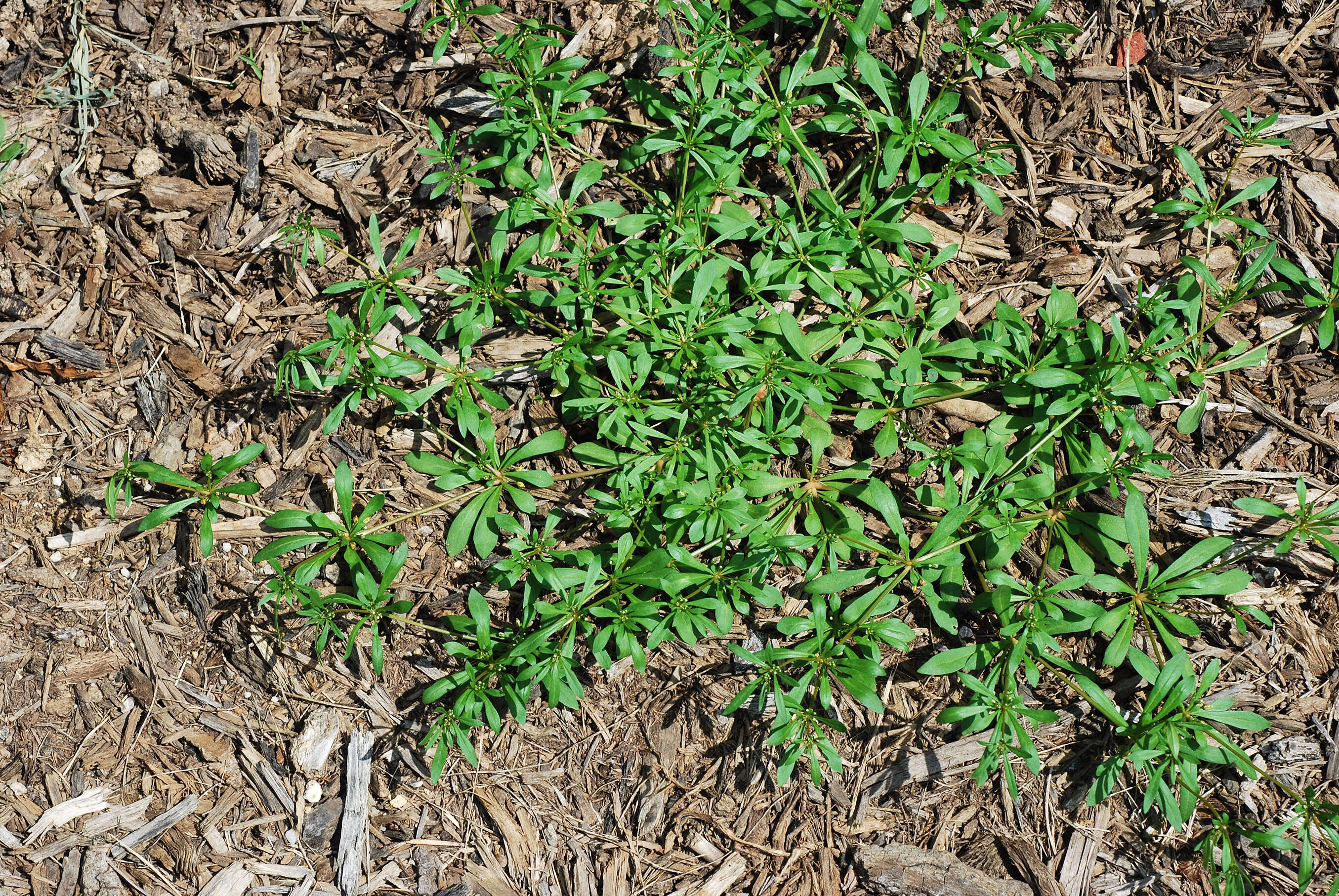 Image of green carpetweed