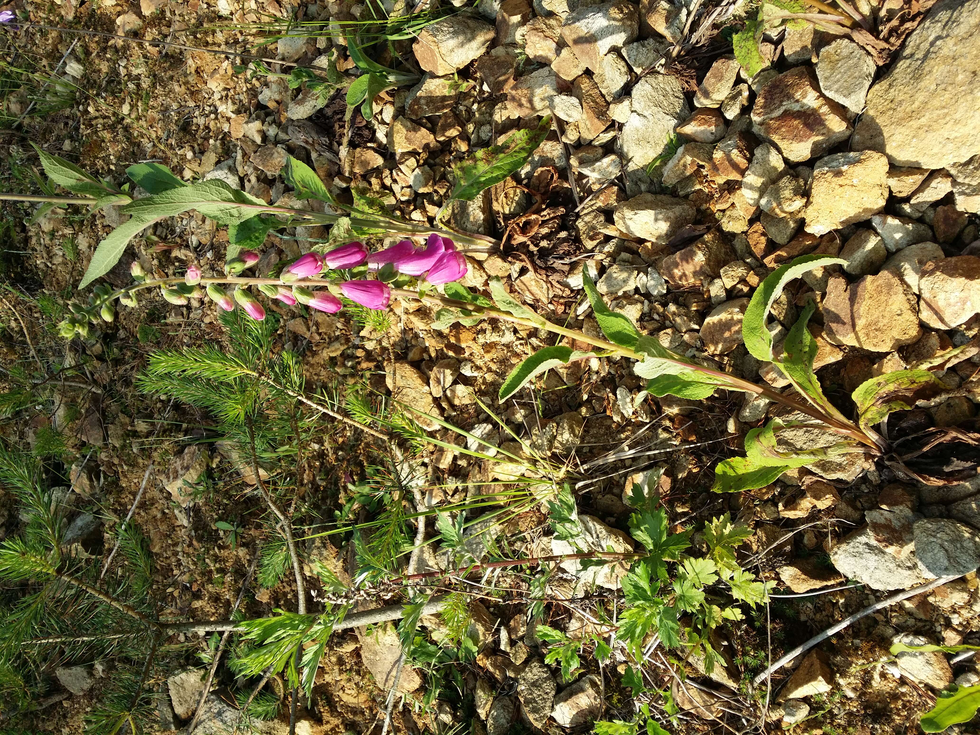 Imagem de Digitalis purpurea L.