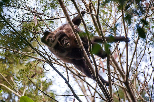 Image of Black Capuchin