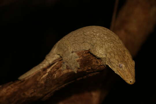 Image of New Caledonia Giant Gecko