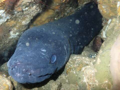 Image of Conger eel