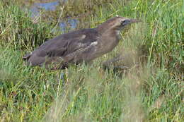 Imagem de Botaurus poiciloptilus (Wagler 1827)