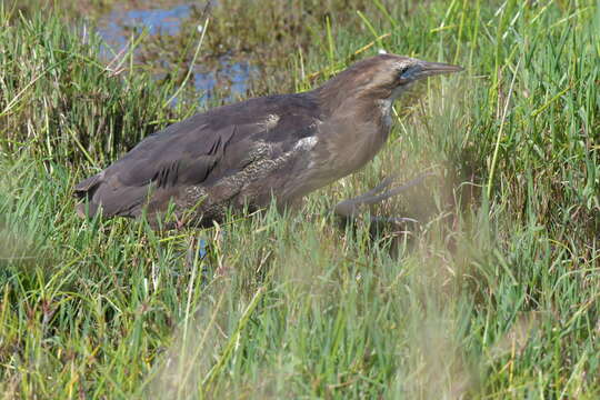 Image of Australasian Bittern