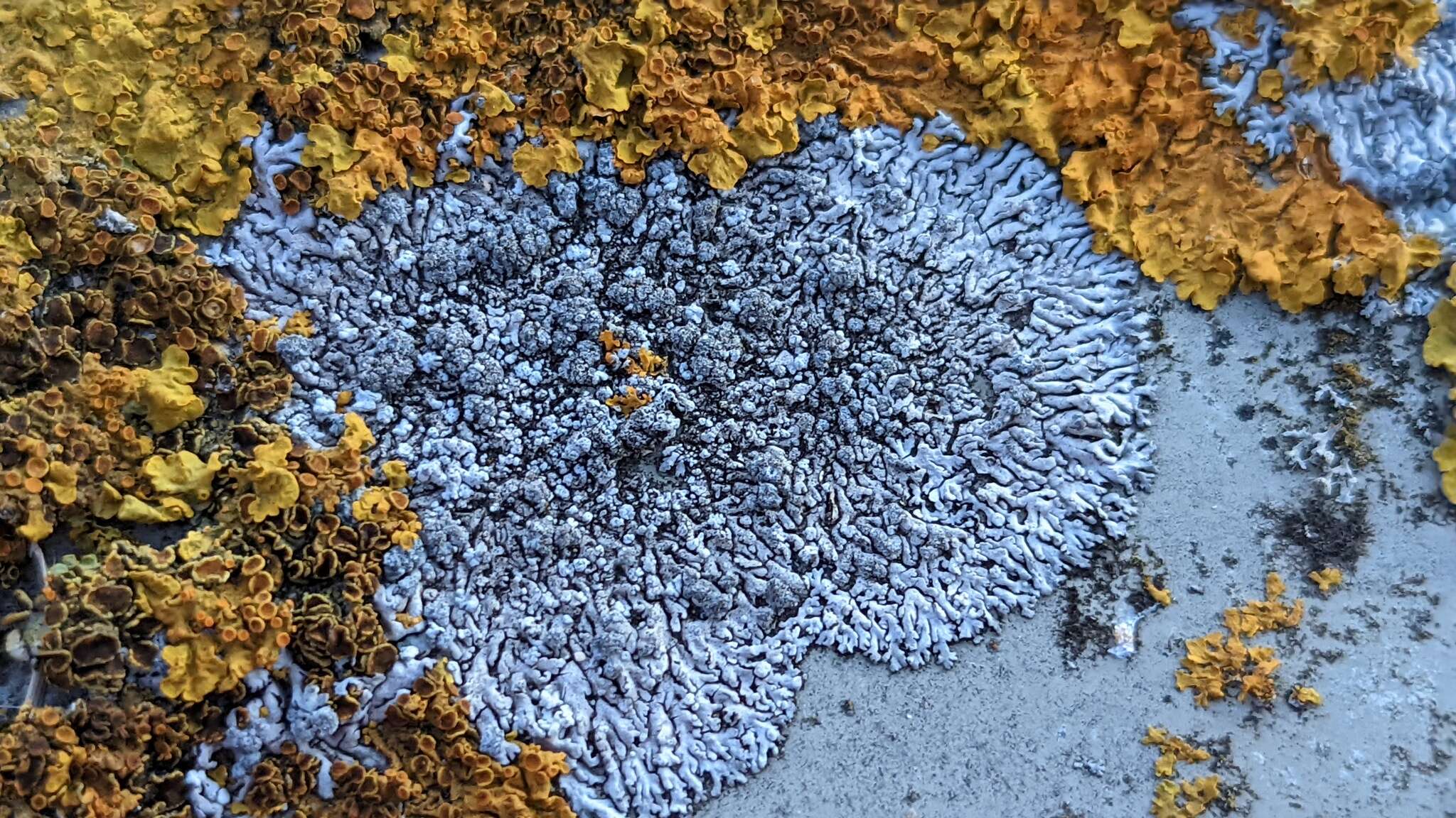 Image of Blue-gray rosette lichen