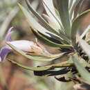 Eremophila rigens Chinnock resmi